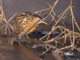 Roerdomp; Bittern