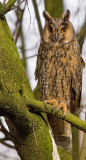 Ransuil; Long-eared Owl