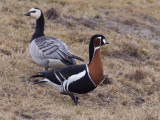 Roodhalsgans; Red-Breasted Goose