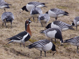 Roodhalsgans; Red-Breasted Goose