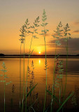 sunsetgrasses3557cropped.jpg
