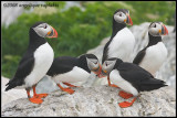 _ADR2006 puffins wf.jpg