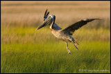 brown pelican (Pelecanus occidentalis)