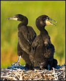 _ADR0118 cormorant chics cwf.jpg