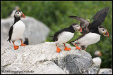 _ADR1925 puffins wf.jpg