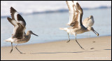 _ADR4458 willets cwf.jpg