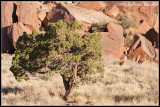 _ADR7058 canyon tree cewf.jpg