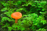 _ADR9698 orange mycena wf.jpg
