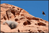 _ADR7445 long canyon vulture wf.jpg