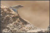 _MG_3590 lizard cewf.jpg