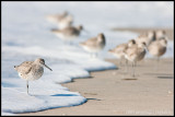 _ADR4666 willet wf.jpg