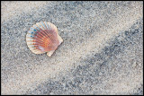 _ADR2663 shell wf.jpg