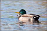 _MG_6224 duck cwf.jpg