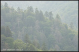 _ADR9343 smokies wf.jpg