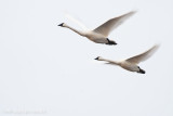 _MG_6142 swan flight w.jpg