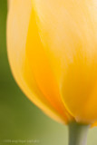 _ADR8124 tulip w.jpg