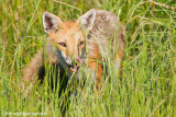 _ADR0720 red fox cw.jpg