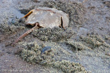 _ADR8741 horseshoe crab eggs w.jpg