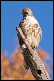 _MG_6187 hawk c2wfP.jpg