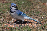 jay-blue3740o.jpg