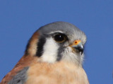 kestrel-FullCrop4848.jpg