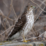 hawk-coopers5849o.jpg