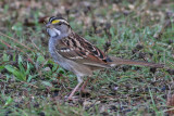 sparrow-whitethroated6187o.jpg