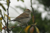 sparrow-chipping6649a.jpg