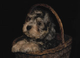 Dandie Dinmont Puppy