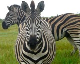 zebra youngster looks at me.jpg