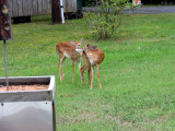 Two Fawns