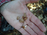  Hop Hornbeam seeds look like hops.JPG