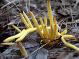 Antler Fungi Claveria