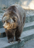 Bear in motion ;-)