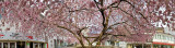 Blooming Cherry Tree at Treppenstrae