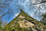 A tree