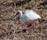 white ibis-1008.jpg