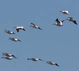 white pelican flight-1333.jpg