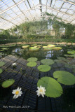 the lily house