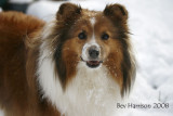 maisie plays in the snow....all 4 inches of it!!