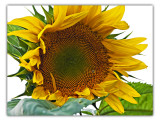 aug 22 sunflower