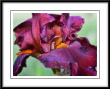 may 27 more iris