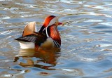 Mandarin Duck  11th March 2010