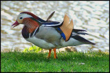 Mandarin Duck 20th April 2010