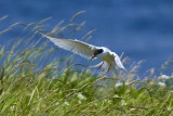 Roseate Tern (Sterna dougallii), White Island, NH.