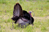 Wild Turkey (Meleagris gallopavo) (male), Pikuls Farm, Rowley, MA.