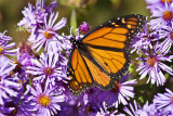 Monarch Butterfly on Asters, Great Bay National Wildlife Refuge, Newington, NH.