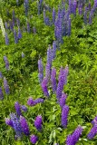 Wild Lupine, Jefferson, NH.