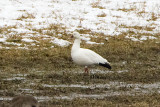 Rosss Goose in profile, Moore Fields, Durham, NH.