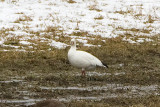 Rosss Goose head-on, Moore Fields, Durham, NH.